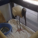 Wood stork