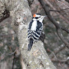 Downy Woodpecker (Male)