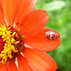 Zinnia sp. with ladybug