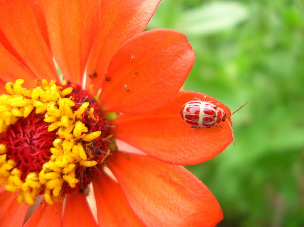 Zinnia sp. with ladybug