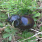 European Rhinoceros Beetle (male)