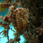 Bigbelly seahorse