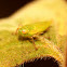 Leafhopper (immature)