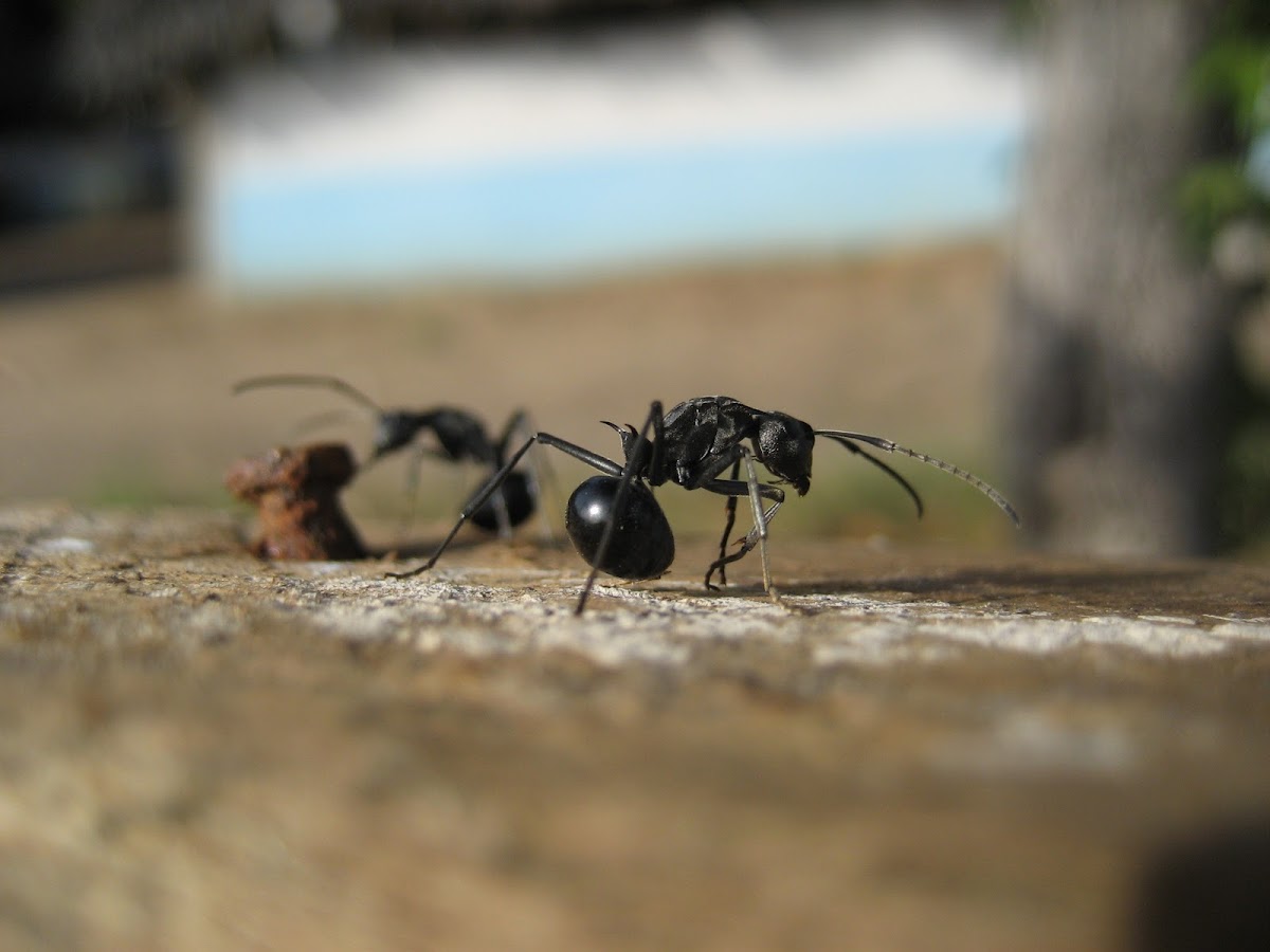Large Ants