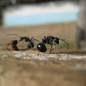 Large Ants