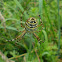 The wasp spider