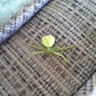 Green spider of tx