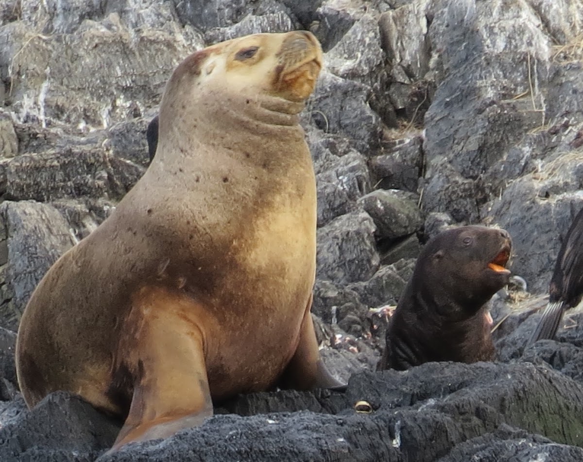 Southern Sea Lion (female and pup)