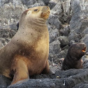 Southern Sea Lion (female and pup)