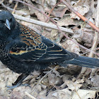 Red-winged Blackbird