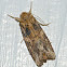 Armyworm moth