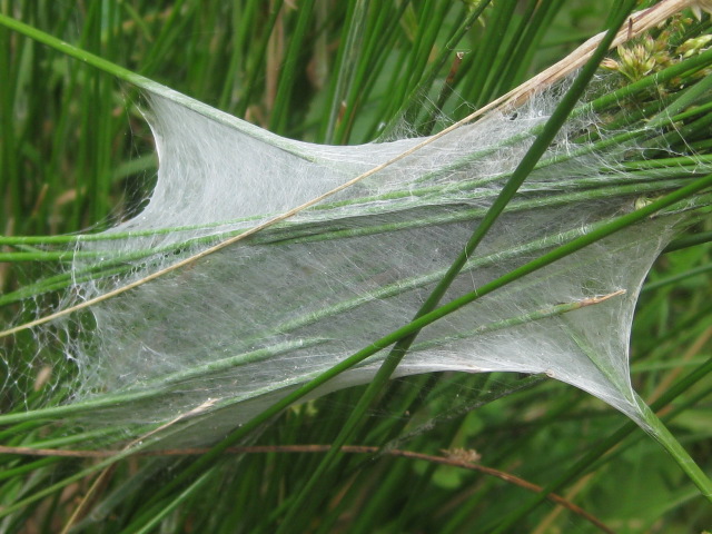 nursery spiderweb