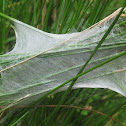 nursery spiderweb