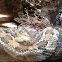 Timber rattle snake