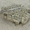 Woodhouse Toad