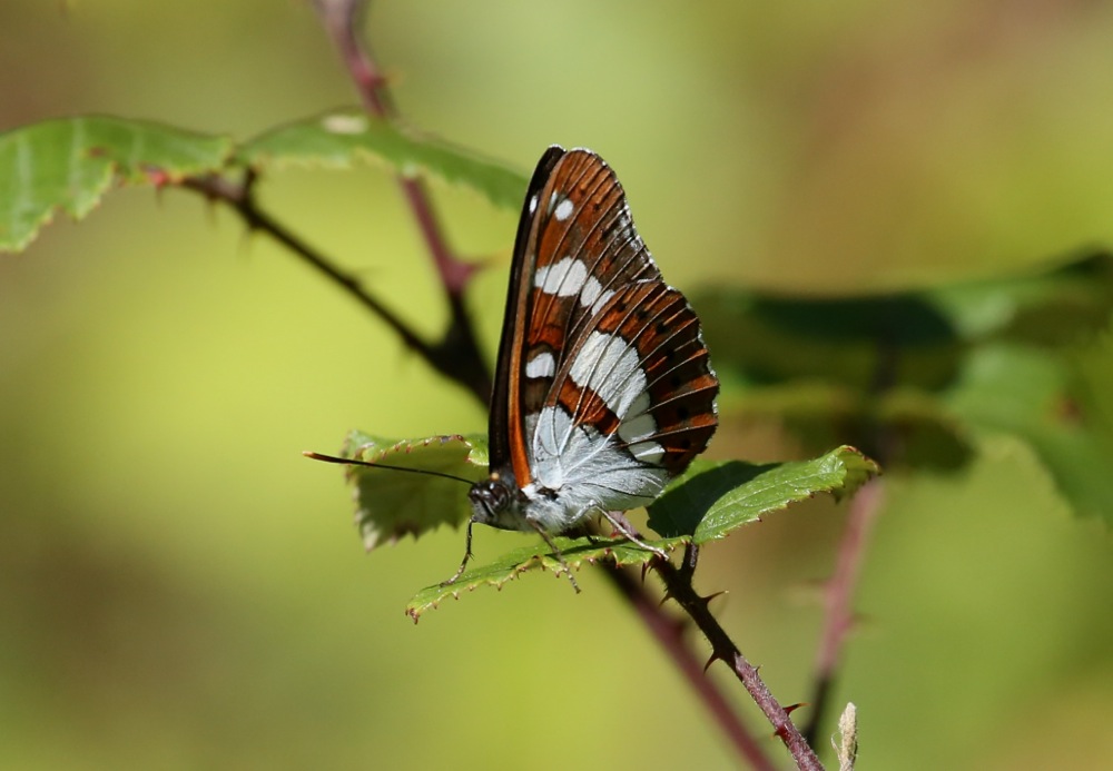 Southern white admiral