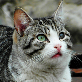 Cat by Bepina Spužvasta - Animals - Cats Portraits