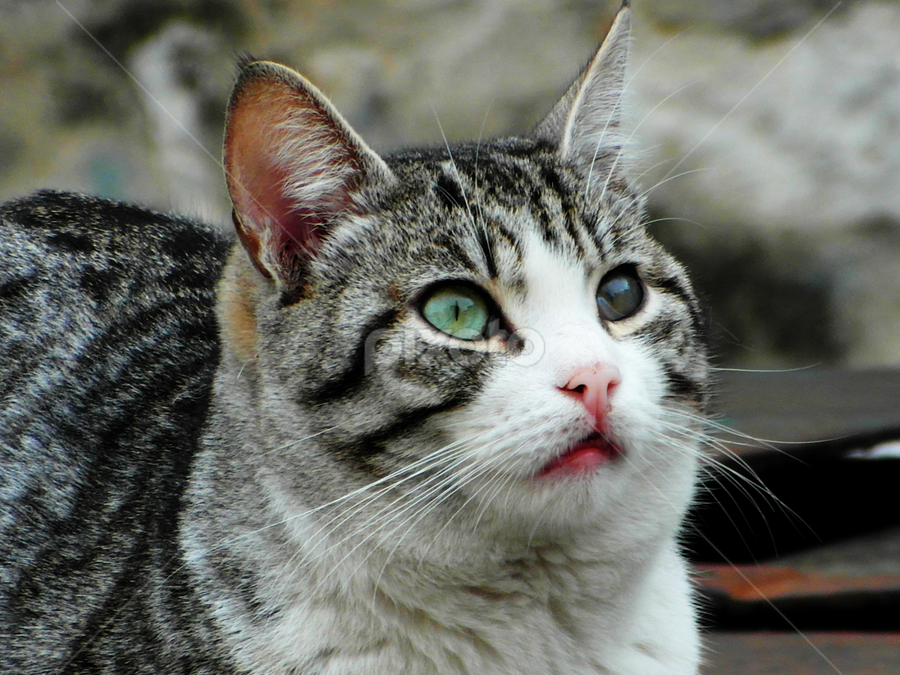 Cat by Bepina Spužvasta - Animals - Cats Portraits