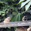 Cape sparrow/ Gewone mossie