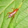 Ichneumonidae wasp