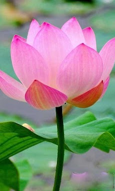 蓮flowerlive壁紙 Androidアプリ Applion