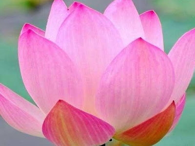 [10000印刷√] 蓮 壁紙 iphone 317976-蓮 壁紙 iphone