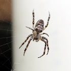 Enamel spider