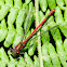 Large Red Damselfly; Caballito del Diablo Rojo