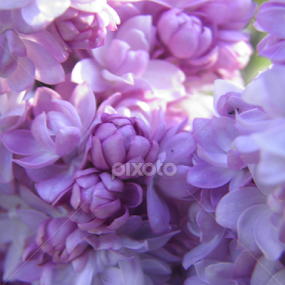 Origami by Maria Semelevich - Flowers Flower Arangements