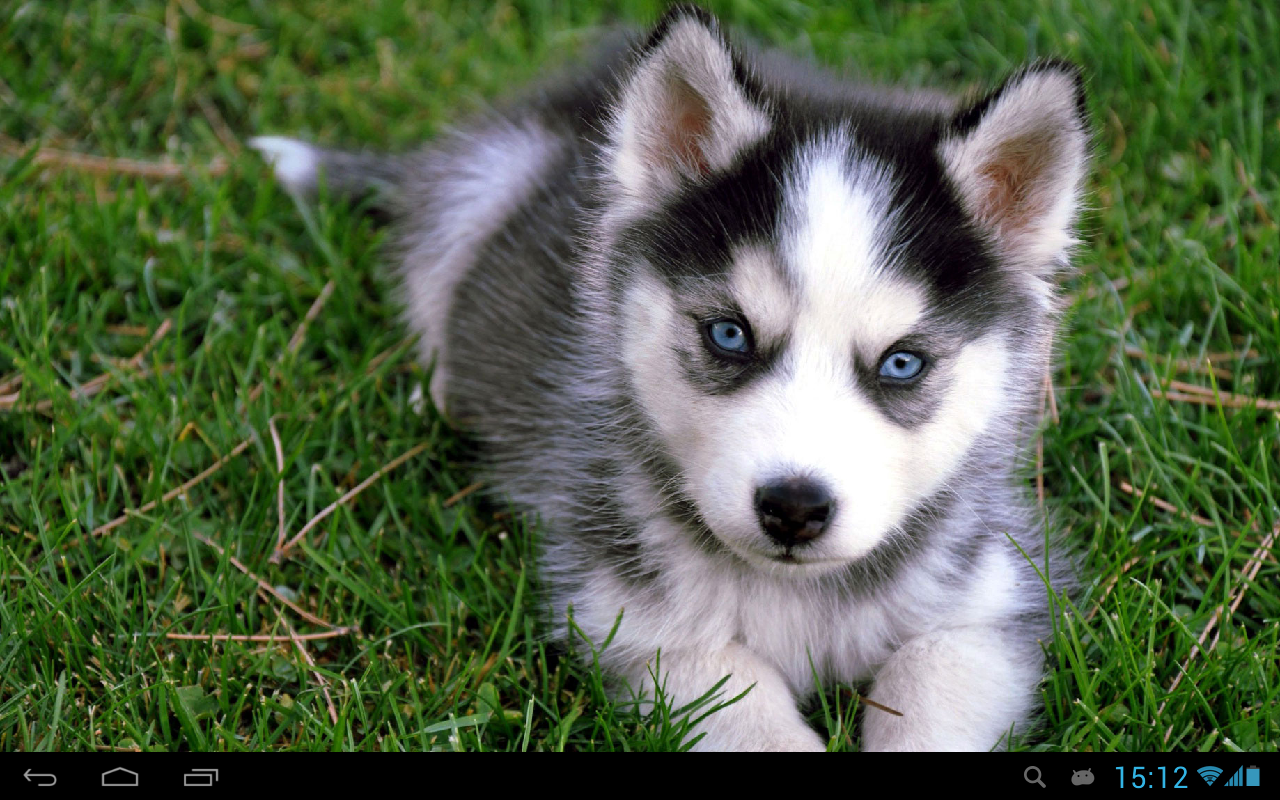 Puppies dogs live wallpaper - Android Apps on Google Play