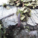 Millipede