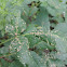 Poison Ivy Leaf Gall Mite