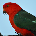 Australian King Parrot (male)