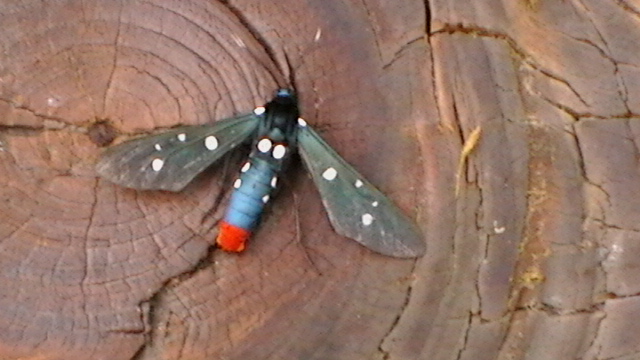 oleander moth