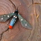 oleander moth