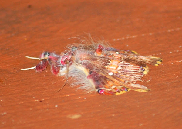 Walker's Moth | Project Noah