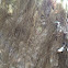 Speckled Horsehair Lichen