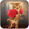 Boxing Cat