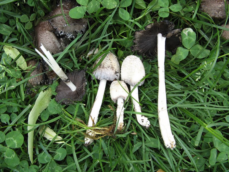 inky cap (Coprinus quadrifidus) [1 of 2]