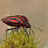 Chinche (Minstrel Bug)