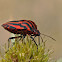 Chinche (Minstrel Bug)