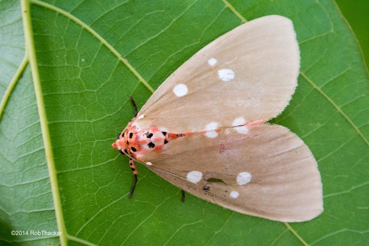 Red Tinolius Moth