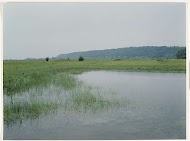 Uiterwaard de Blauwe Kamer
