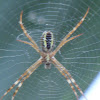 Mangrove St. Andrew's Cross Spider