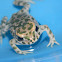 European green toad (Πρασινόφρυνος)