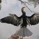 American Anhinga