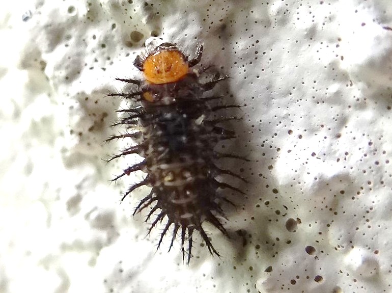 Three-spotted lady beetle larva