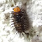Three-spotted lady beetle larva