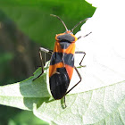 Large milkweed bug