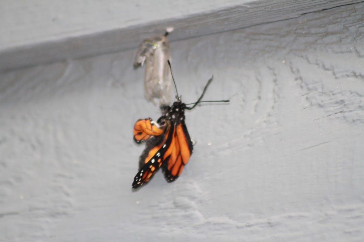 Monarch butterflys